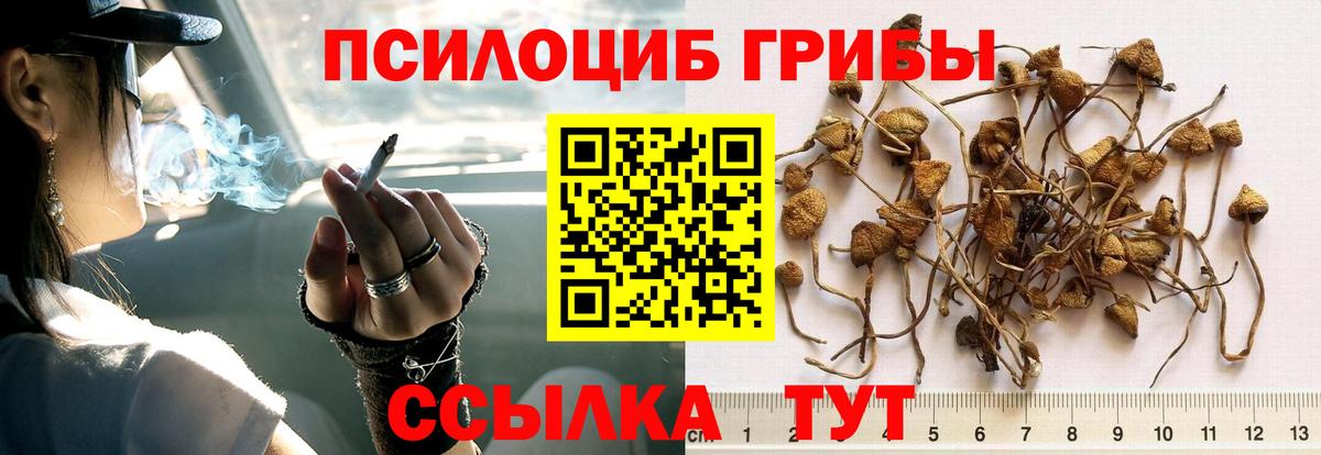 Псилоцибиновые грибы GOLDEN TEACHER Ижевск
